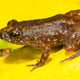 Manalar night frog (Nyctibatrachus manalari), a 13.1 mm miniature-sized frog discovered from a fragmented forest patch adjacent to tea plantations in the southern Western Ghats.
